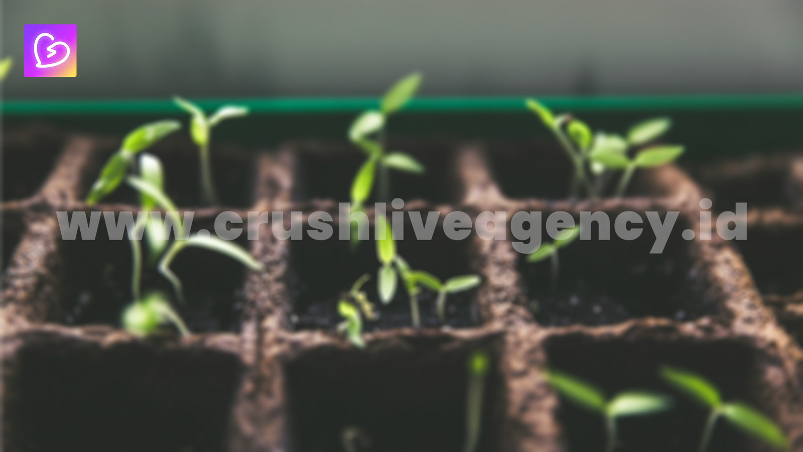 Signs of Hosts’ Growth for Crush Live Agents